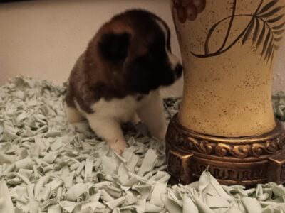 AKC registered Akitas