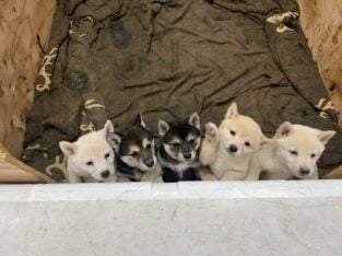 Shiba Inu puppies for sale
