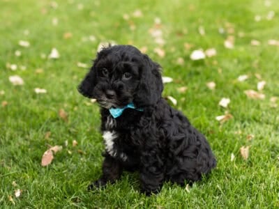 Cockapoo male pup in Indiana (Barney)