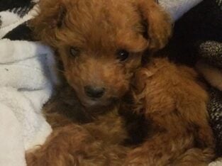 Toy Poodle Male Puppy