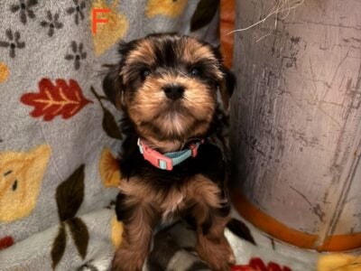 Morkie Puppies