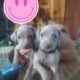 Silver Weimaraner Puppies for Sale