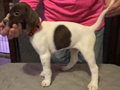ENGLISH POINTER PUPPIES FOR SALE