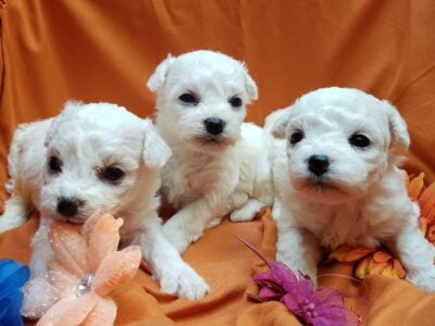 Adorable Champion sired Bichon Frise Puppies
