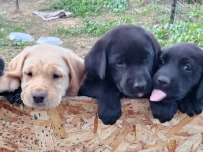 AKC Pointing Lab Pups 4 Sale