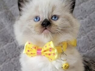 Ragdoll kitten