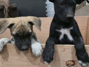 Giant Breed Puppies, Cuddly and Smart