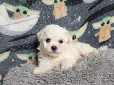 Everest, Bichon Male, Champion line