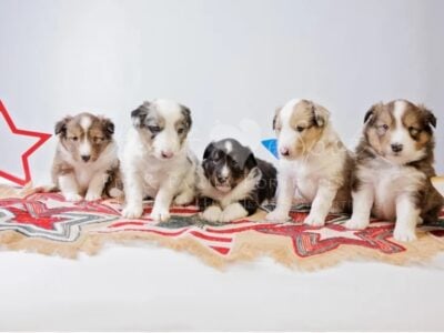 Adorable sheltie puppies
