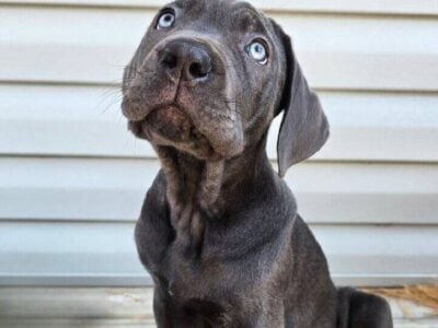 Clean Cut Cane Corso Puppies for Sale R &nbsp;...