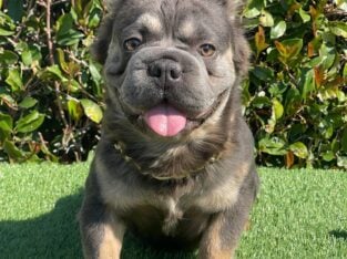 ROCK – Fluffy Super Stud