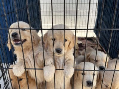 Golden Retriever Puppies