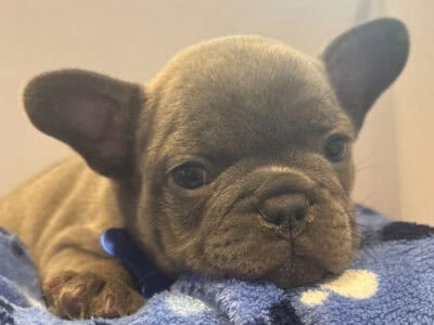 French Bulldog Puppies