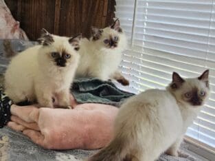 Ragdoll kittens