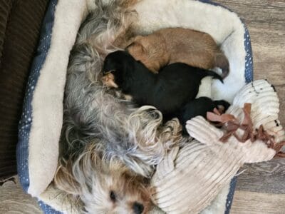 Shorkie AKA Yorkie/Bichon Frise/Shih Tzu