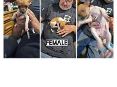 Males & females puppies