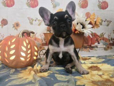 AKC French bulldog puppies (females)