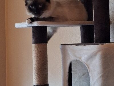 Siamese cat for sale