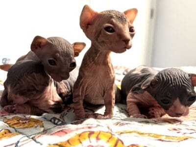 🐾 Sphynx Kittens Ready for Loving Homes &nbsp;...