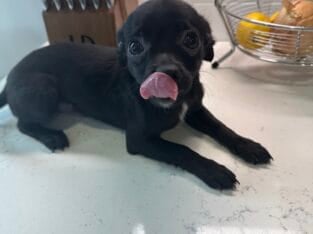 🐾 Cole – Charming Black Chihuahua Boy