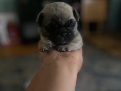 FRUGS French bulldog/Pug
