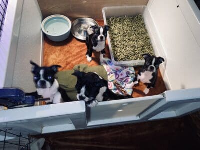 Boston Terrier Puppies ( small )