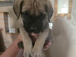 English mastiff pups