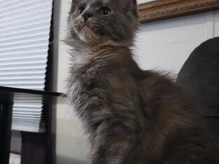 Zora European Maine Coon!! Champion bloodlines!!