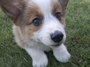 Akc Corgi / Toy Australian Shepherd Puppies