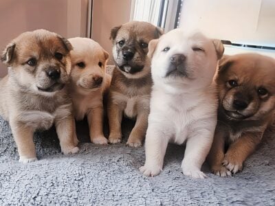 🐾 Purebred Shiba Inu Puppies 🐾