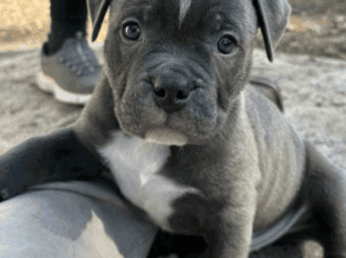 Pit Bull Puppies Available