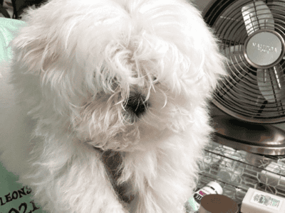 Beautiful Maltese Available for PET ONLY!