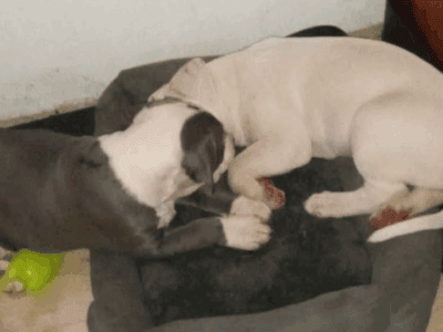 Blue meril pitbull pups