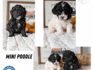 AKC MINI POODLE PUPS