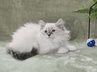 Gorgeous HYPOALLERGENIC kittens!!