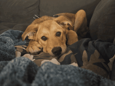 4 month old german shepherd mix