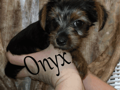 9 Week Old Male AKC Yorkshire Terrier