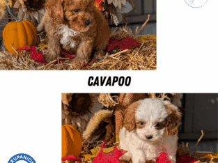 F1B CavaPoo Male Pups