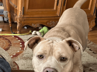 Loyal,Very Loving,Great Personality, Must  &nbsp;...