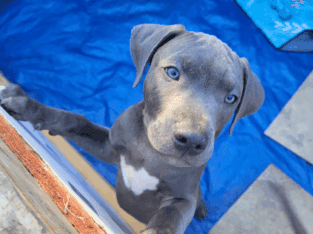 2 Amstaff Pitbull Puppies Available