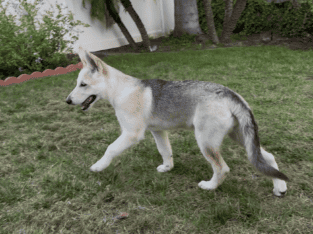 Stunning German Shepherd Puppy