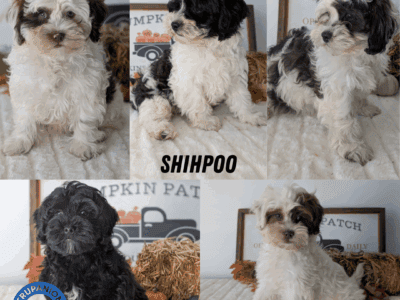 SHIHPOO PUPS