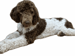 AKC registered Parti Poodle