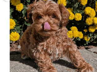 Ariel (CockaPoo)