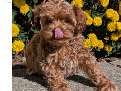 Ariel (CockaPoo)