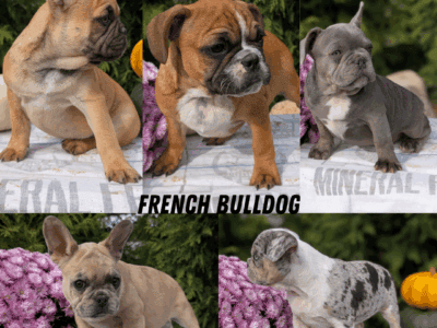 AKC FRENCH BULLDOG MALE PUPS