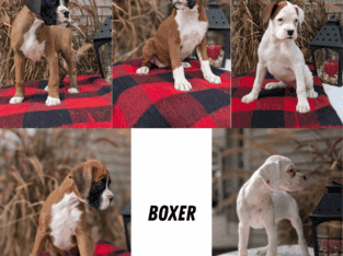 AKC BOXER PUPS