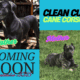 Clean Cut Cane Corso Puppies for Sale – BIGGIE