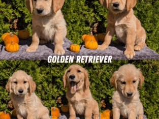 AKC GOLDEN RETRIEVER MALE PUPS