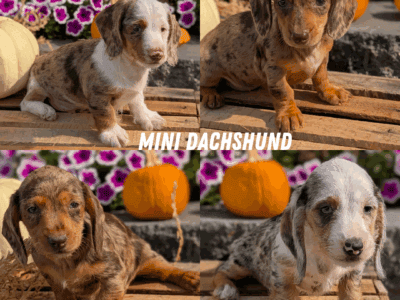 AKC MINI DACHSHUND PUPS